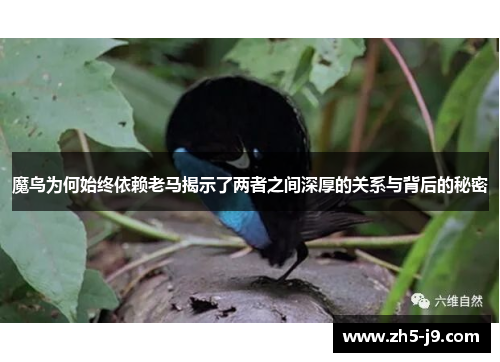 魔鸟为何始终依赖老马揭示了两者之间深厚的关系与背后的秘密